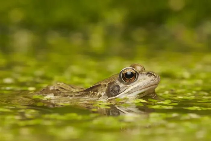 Framed Print : Common Frog (Rana temporaria) adult, amongst duckweed at surface of pond, West Midlands, England, March Framed Print : Common Frog (Rana temporaria) adult, amongst duckweed at surface of pond, West Midlands, England, March