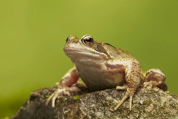 Common Frog (Rana temporaria) adult, sitting on rock, West Midlands, England, March
