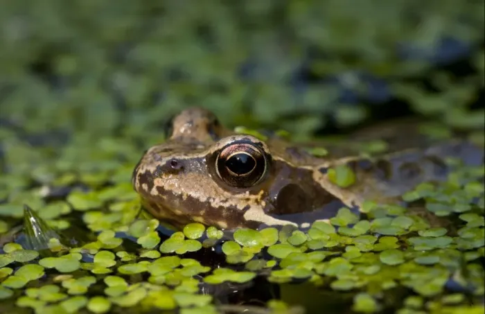 Framed Print : Common Frog (Rana temporaria) adult, head amongst duckweed at surface of garden pond, Dorset, England, may Framed Print : Common Frog (Rana temporaria) adult, head amongst duckweed at surface of garden pond, Dorset, England, may