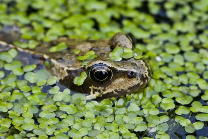 Framed Print : Common Frog (Rana temporaria) adult, head amongst duckweed at surface of garden pond, Dorset, England, may Framed Print : Common Frog (Rana temporaria) adult, head amongst duckweed at surface of garden pond, Dorset, England, may