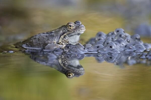 Common Frog (Rana temporaria) adult, beside frogspawn in garden pond with reflection, Bentley, Suffolk, England, April