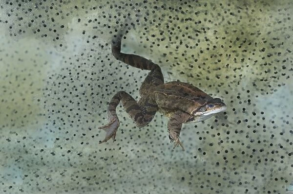 Common Frog (Rana temporaria) adult, swimming underwater, surrounded by frogspawn in garden pond, Bentley, Suffolk