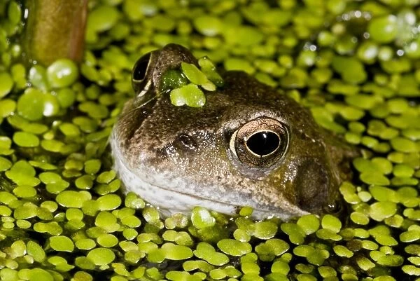 Common Frog (Rana temporaria) adult, head amongst duckweed at surface of garden pond, Dorset, England, May