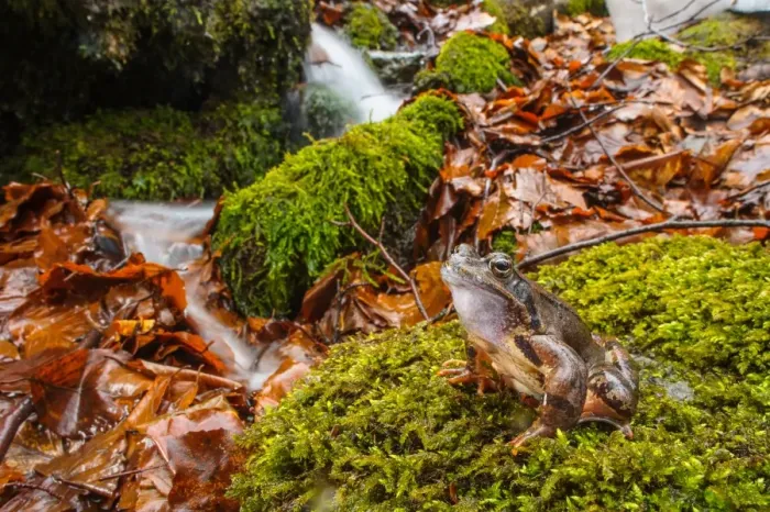 Framed Print : Common Frog (Rana temporaria) adult male, sitting on moss beside montane stream, Italy, April Framed Print : Common Frog (Rana temporaria) adult male, sitting on moss beside montane stream, Italy, April