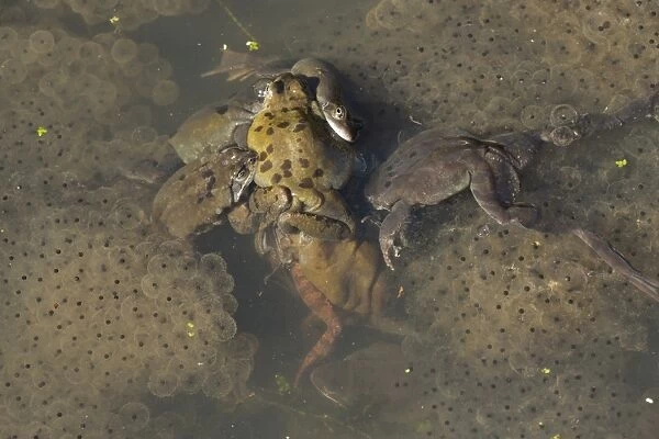 Common Frog (Rana temporaria) adult males, group attempting to mate with single female, in mating ball