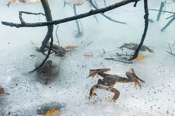 Common Frog (Rana temporaria) adult males, underwater in icy montane pool during breeding season, Italy, March