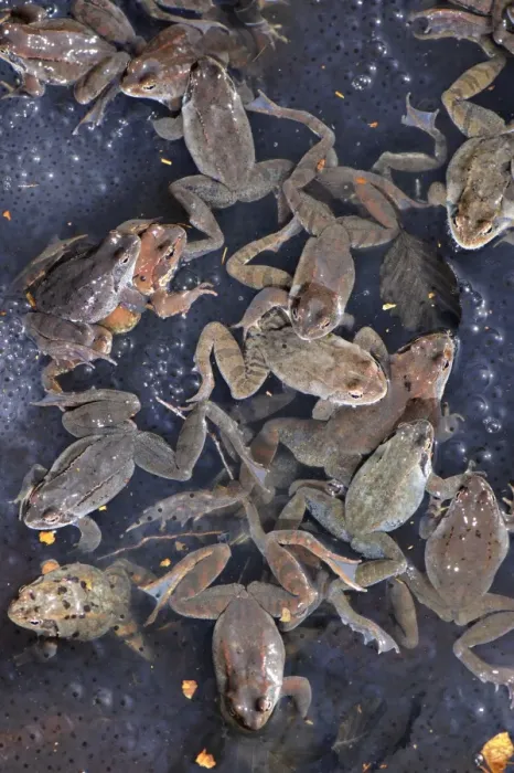 Framed Print : Common Frog (Rana temporaria) adult males and females, group amongst spawn in montane pool during breeding season Framed Print : Common Frog (Rana temporaria) adult males and females, group amongst spawn in montane pool during breeding season