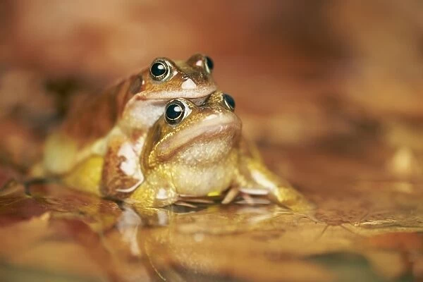 Common Frog (Rana temporaria) adult pair, in amplexus, mating in pool, West Midlands, England, March