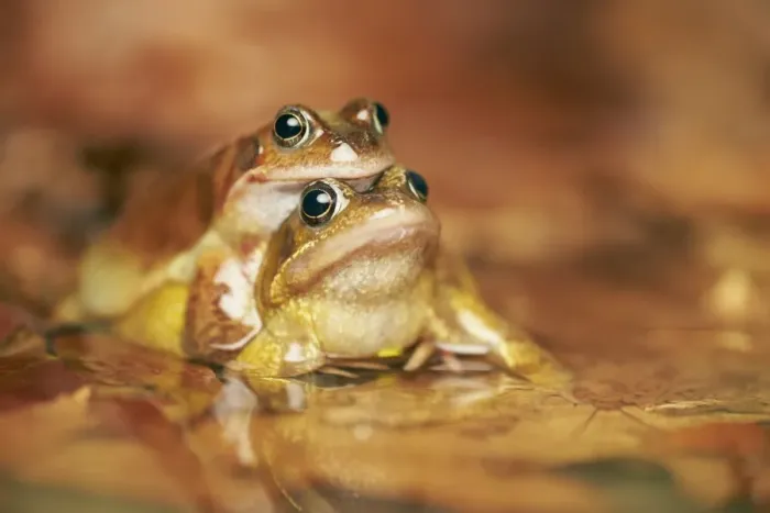 Framed Print : Common Frog (Rana temporaria) adult pair, in amplexus, mating in pool, West Midlands, England, March Framed Print : Common Frog (Rana temporaria) adult pair, in amplexus, mating in pool, West Midlands, England, March