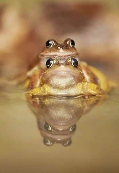 Common Frog (Rana temporaria) adult pair, in amplexus, mating in pool with reflection, West Midlands, England, March