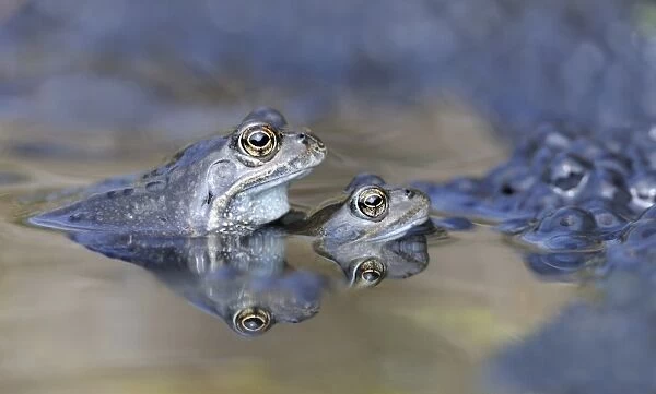 Common Frog (Rana temporaria) adult pair, in amplexus, mating beside frogspawn in garden pond with reflection, Bentley
