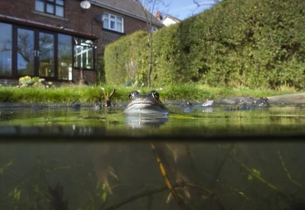 Common Frog (Rana temporaria) adults, spawning in garden pond, Yorkshire, England, March