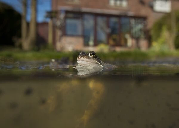 Common Frog (Rana temporaria) adults, spawning in garden pond, Yorkshire, England, March