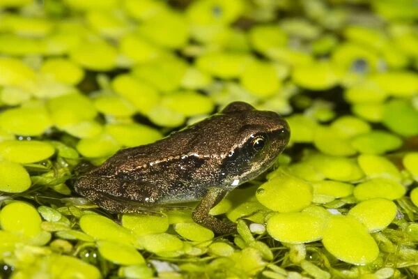 Common Frog (Rana temporaria) froglet, on Duckweed (Lemna sp. ) in garden pond, Seaford, East Sussex, England, July