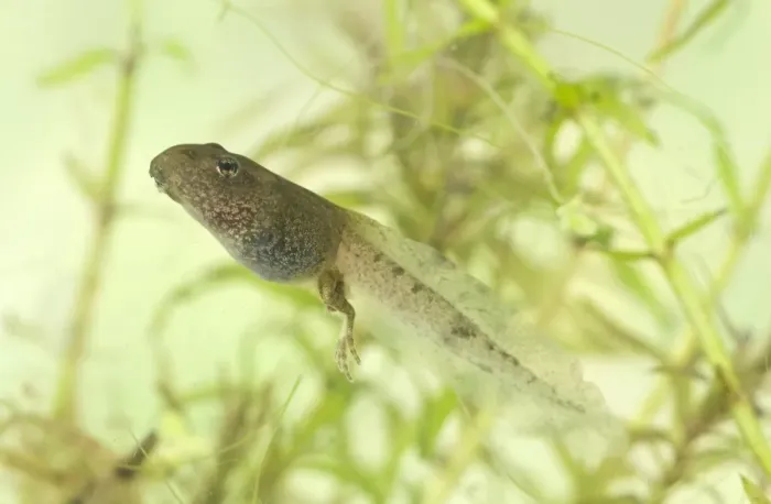 Framed Print : Common Frog (Rana temporaria) tadpole, with developing hind legs, swimming, England
