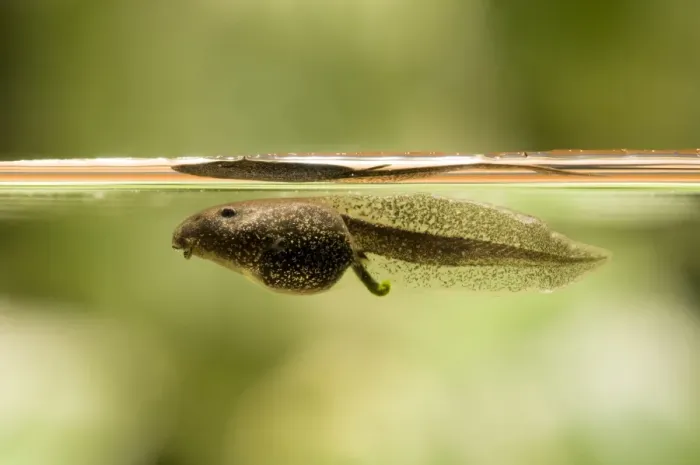 Framed Print : Common Frog (Rana temporaria) tadpole, swimming just below surface of water, Belvedere, Bexley, Kent, England