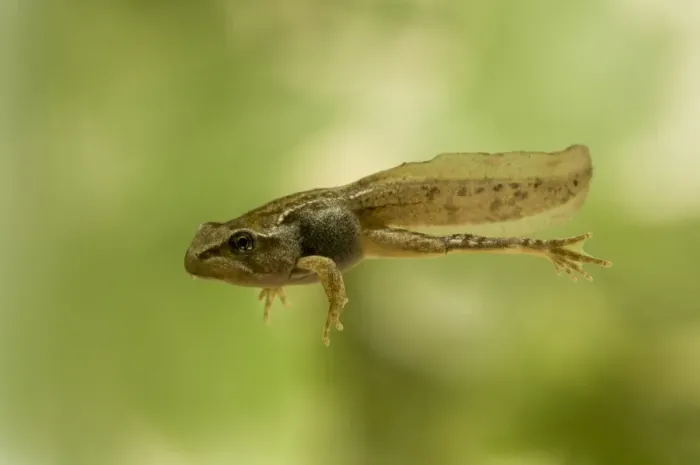 Framed Print : Common Frog (Rana temporaria) tadpole, partial metamorphosis with all four legs present but still retaining tail Framed Print : Common Frog (Rana temporaria) tadpole, partial metamorphosis with all four legs present but still retaining tail