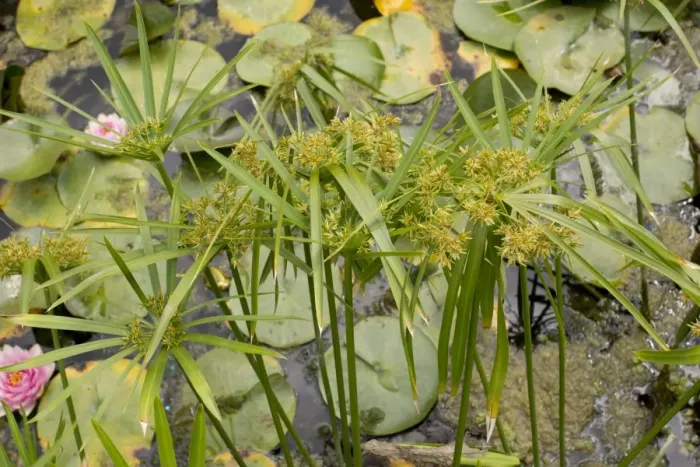 Framed Print : Common Galingale (Cyperus longus) flowering, growing in garden pond, Dorset, England, July