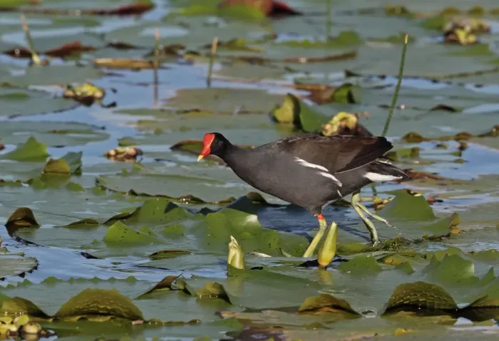 Framed Print : Common Gallinule (Gallinula galeata cerceris) adult, walking on waterlily leaves, Hope Gardens, Kingston, Jamaica Framed Print : Common Gallinule (Gallinula galeata cerceris) adult, walking on waterlily leaves, Hope Gardens, Kingston, Jamaica