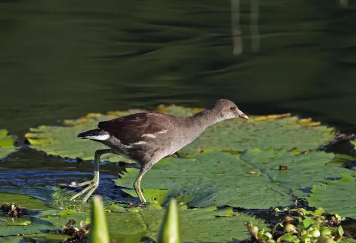 Framed Print : Common Gallinule (Gallinula galeata cerceris) juvenile, running on waterlily leaves, Hope Gardens, Kingston, Jamaica Framed Print : Common Gallinule (Gallinula galeata cerceris) juvenile, running on waterlily leaves, Hope Gardens, Kingston, Jamaica