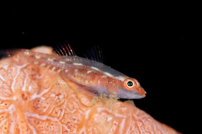 Framed Print : Common Ghostgoby (Pleurosicya mossambica) adult, resting on coral, Seraya, Bali, Lesser Sunda Islands, Indonesia, April Framed Print : Common Ghostgoby (Pleurosicya mossambica) adult, resting on coral, Seraya, Bali, Lesser Sunda Islands, Indonesia, April