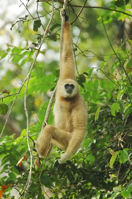 Framed Print : Common Gibbon (Hylobates lar) pale form, adult male, hanging on branch in monsoon rainforest, Khao Yai N. P Framed Print : Common Gibbon (Hylobates lar) pale form, adult male, hanging on branch in monsoon rainforest, Khao Yai N. P