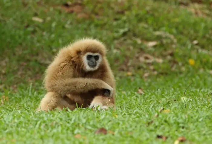 Framed Print : Common Gibbon (Hylobates lar) pale form, habituated young adult, sitting on grass, Kaeng Krachan N. P. Thailand, May Framed Print : Common Gibbon (Hylobates lar) pale form, habituated young adult, sitting on grass, Kaeng Krachan N. P. Thailand, May