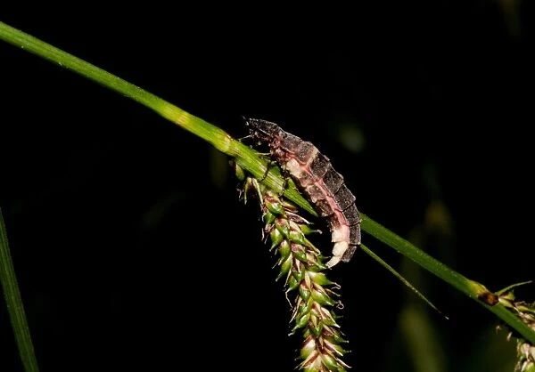 Common Glow-worm (Lampyris noctiluca) adult female, glowing, displaying bioluminescence at night, Sussex, England