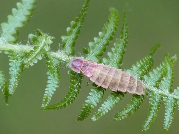 Common Glow-worm (Lampyris noctiluca) adult female, resting on fern frond, Northern Italy, july