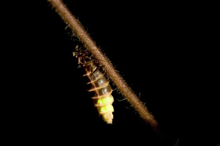 Framed Print : Common Glow-worm (Lampyris noctiluca) adult female, glowing, displaying bioluminescence at night, England, july Framed Print : Common Glow-worm (Lampyris noctiluca) adult female, glowing, displaying bioluminescence at night, England, july