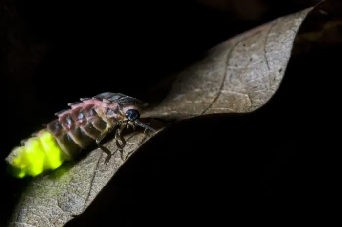 Framed Print : Common Glow-worm (Lampyris noctiluca) adult female, glowing, displaying bioluminescence on leaf at night, Kent, England, july Framed Print : Common Glow-worm (Lampyris noctiluca) adult female, glowing, displaying bioluminescence on leaf at night, Kent, England, july