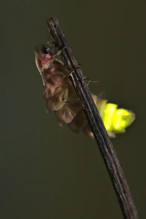 Framed Print : Common Glow-worm (Lampyris noctiluca) adult female, glowing, displaying bioluminescence at night to attract mate, Italy, june