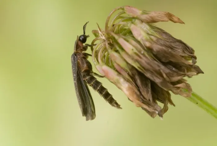 Framed Print : Common Glow-worm (Lampyris noctiluca) adult male, resting on flowerhead, England