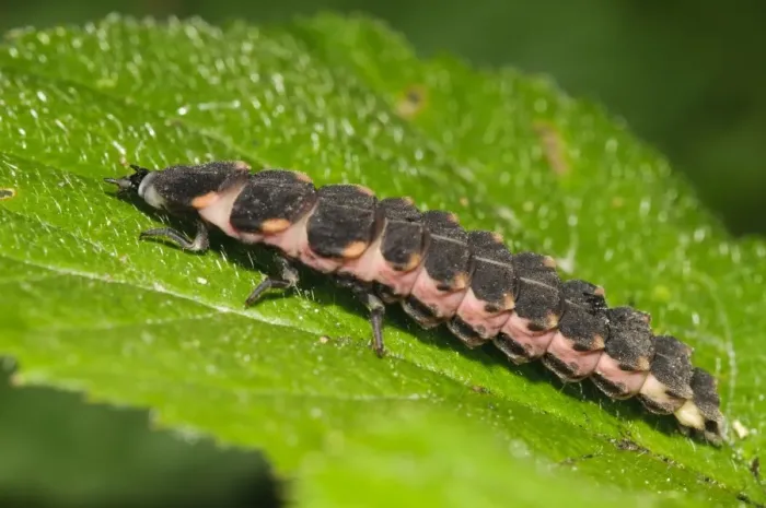 Framed Print : Common Glow-worm (Lampyris noctiluca) larva, resting on leaf in woodland, East Blean Woods National Nature Reserve Framed Print : Common Glow-worm (Lampyris noctiluca) larva, resting on leaf in woodland, East Blean Woods National Nature Reserve