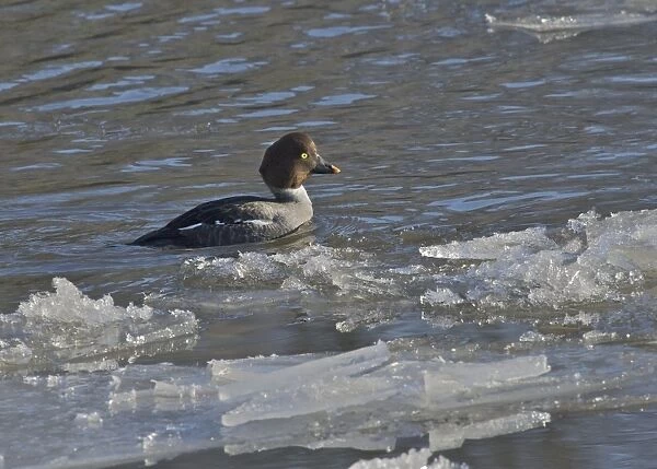 Common Goldeneye (Bucephala clangula) adult female, swimming on icy river, River Nith, Dumfries and Galloway, Scotland, december