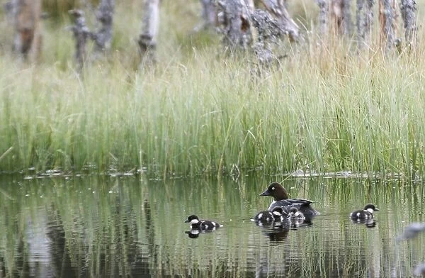 Common Goldeneye (Bucephala clangula) adult female with four ducklings, swimming, Abernethy National Nature Reserve