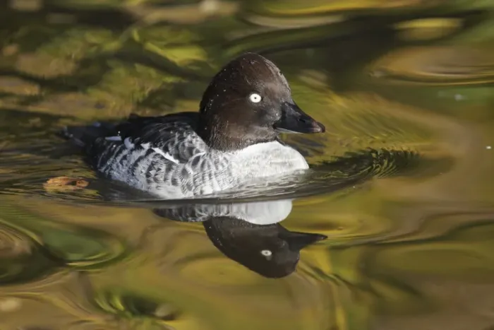 Framed Print : Common Goldeneye (Bucephala clangula) adult female, swimming in pool, with reflected autumn colours, Martin Mere W. W. T Framed Print : Common Goldeneye (Bucephala clangula) adult female, swimming in pool, with reflected autumn colours, Martin Mere W. W. T