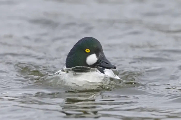 Framed Print : Common Goldeneye (Bucephala clangula) adult male, swimming, Pensthorpe Nature Reserve, Norfolk, England, February Framed Print : Common Goldeneye (Bucephala clangula) adult male, swimming, Pensthorpe Nature Reserve, Norfolk, England, February