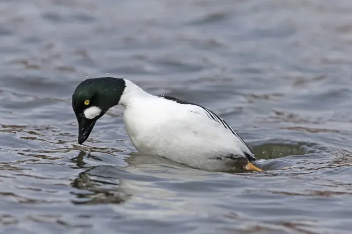 Framed Print : Common Goldeneye (Bucephala clangula) adult male, diving, Pensthorpe Nature Reserve, Norfolk, England, February Framed Print : Common Goldeneye (Bucephala clangula) adult male, diving, Pensthorpe Nature Reserve, Norfolk, England, February