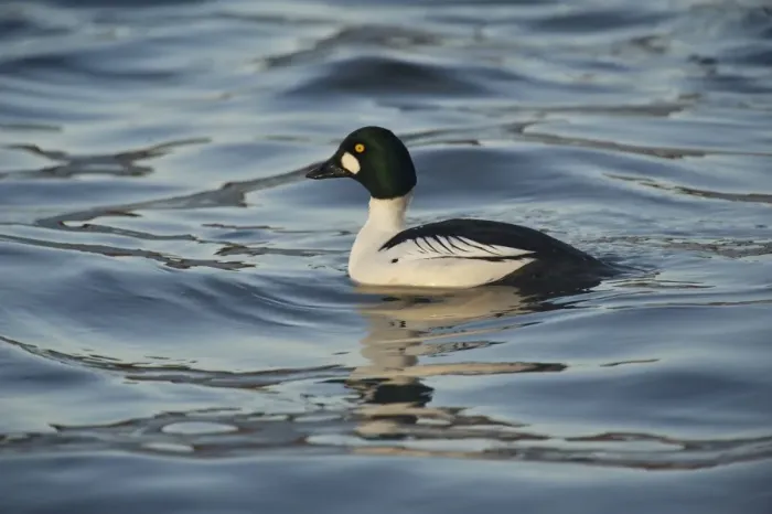 Framed Print : Common Goldeneye (Bucephala clangula) adult male, swimming on river, River Nith, Dumfries and Galloway, Scotland, december Framed Print : Common Goldeneye (Bucephala clangula) adult male, swimming on river, River Nith, Dumfries and Galloway, Scotland, december