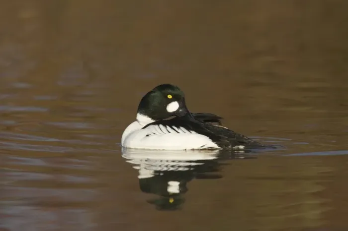 Framed Print : Common Goldeneye (Bucephala clangula) adult male, preening on water, Slimbridge W. W. T. (captive) Framed Print : Common Goldeneye (Bucephala clangula) adult male, preening on water, Slimbridge W. W. T. (captive)