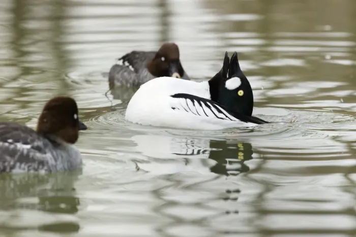 Framed Print : Common Goldeneye (Bucephala clangula) adult male, displaying to females on water, Italy, february Framed Print : Common Goldeneye (Bucephala clangula) adult male, displaying to females on water, Italy, february