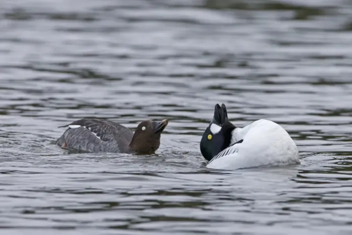 Framed Print : Common Goldeneye (Bucephala clangula) adult pair, displaying on water, Pensthorpe Nature Reserve, Norfolk, England Framed Print : Common Goldeneye (Bucephala clangula) adult pair, displaying on water, Pensthorpe Nature Reserve, Norfolk, England