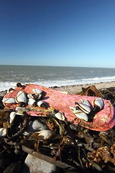 Common Goose Barnacle (Lepas anatifera) adults, group attached to flipflop washed up on beach, Chesil Beach, Dorset