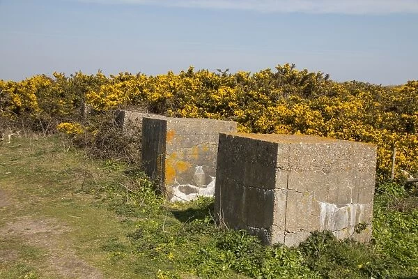 Common Gorse flowering at Minsmere Suffolk with World War 2 anti tank cubes