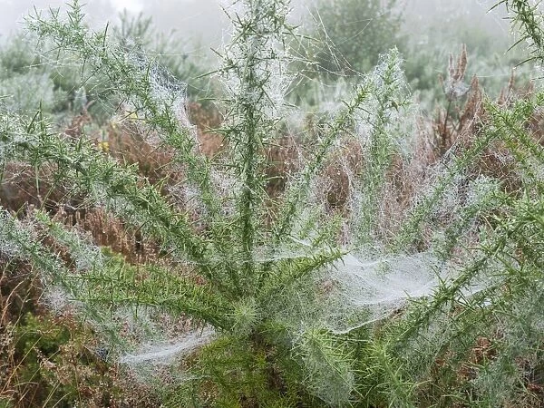Common Gorse (Ulex europaeus) with dew covered spider webs, Mousehold Heath Local Nature Reserve, Norwich, Norfolk