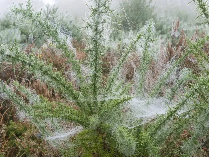 Framed Print : Common Gorse (Ulex europaeus) with dew covered spider webs, Mousehold Heath Local Nature Reserve, Norwich, Norfolk Framed Print : Common Gorse (Ulex europaeus) with dew covered spider webs, Mousehold Heath Local Nature Reserve, Norwich, Norfolk