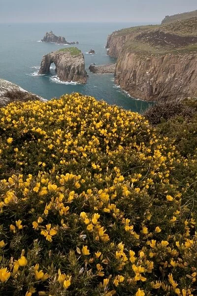Common Gorse (Ulex europaeus) flowering, growing on clifftop with sea arch in distance, Lands End, Cornwall, England