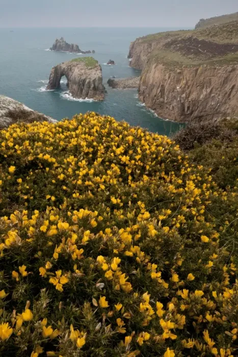 Framed Print : Common Gorse (Ulex europaeus) flowering, growing on clifftop with sea arch in distance, Lands End, Cornwall, England Framed Print : Common Gorse (Ulex europaeus) flowering, growing on clifftop with sea arch in distance, Lands End, Cornwall, England
