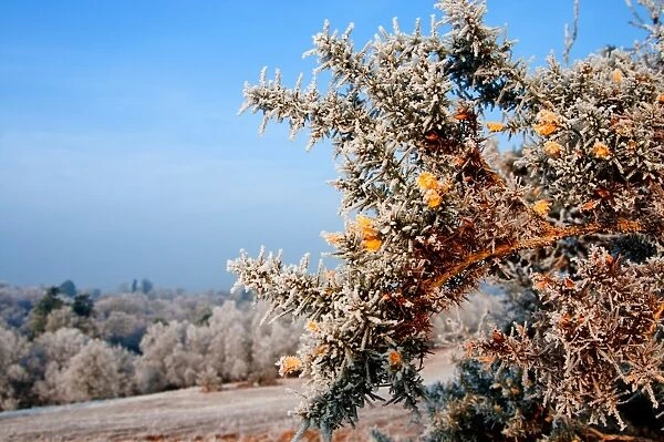 Common Gorse (Ulex europaeus) flowering, covered with hoar frost, Ashdown Forest, East Sussex, England, january